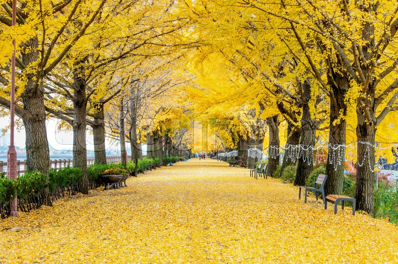 Đại lộ Icho Namiki phủ đầy lá vàng