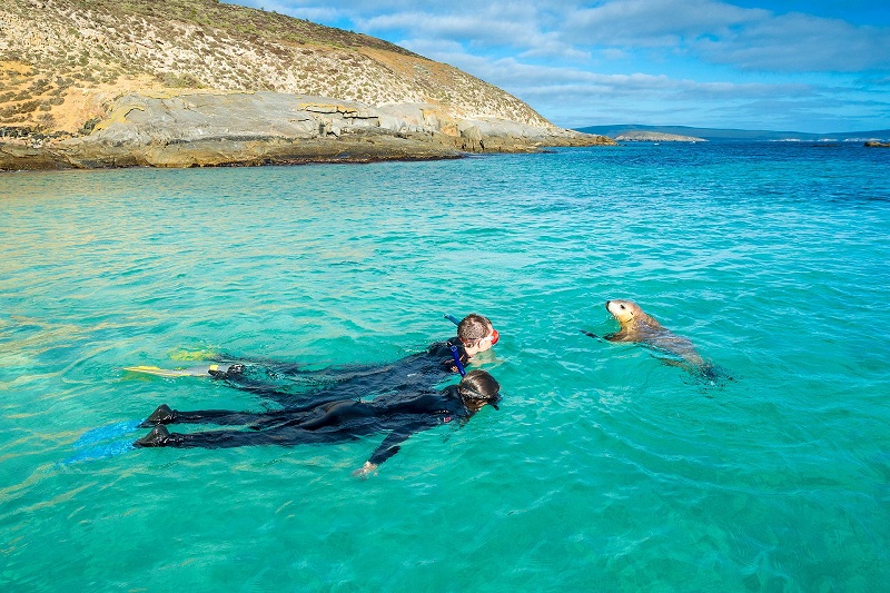 Du khách bơi lội cùng những loại động vật ở bán đảo Eyre