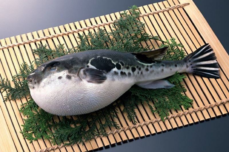 Thưởng thức đặc sản cá "Nóc" qua bàn tay tài ba của người Nhật Bản